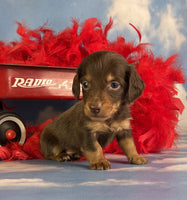 Mini Dachshund