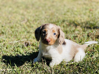 Mini Dachshund