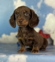 Mini Dachshund