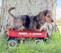 Mini Dachshund