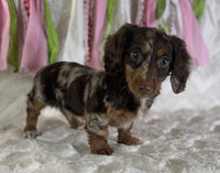 Mini Dachshund