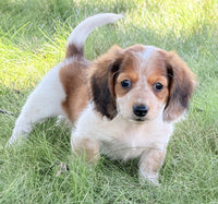 Mini Dachshund