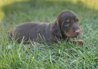 Mini Dachshund