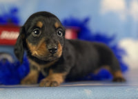 Mini Dachshund