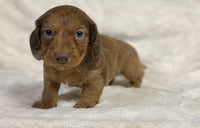 Mini Dachshund
