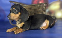 Mini Dachshund