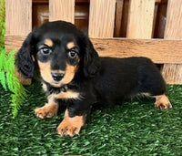 Mini Dachshund