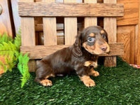 Mini Dachshund