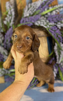 Mini Dachshund