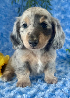 Mini Dachshund