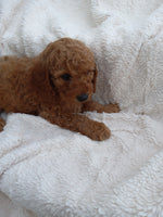 Mini Goldendoodle