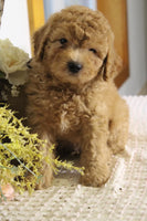 Mini Goldendoodle