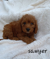 Mini Goldendoodle