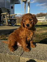 Mini Goldendoodle