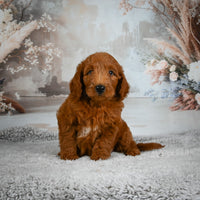 Mini Goldendoodle