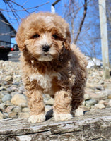 Mini Goldendoodle