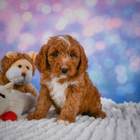 Mini Goldendoodle