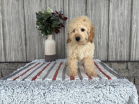 Mini Goldendoodle