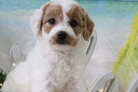 Mini Goldendoodle