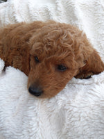 Mini Goldendoodle