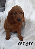Mini Goldendoodle
