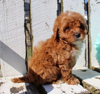 Mini Goldendoodle