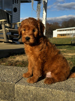  Mini Goldendoodle