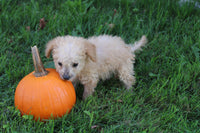 Mini Goldendoodle