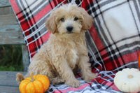 Mini Goldendoodle