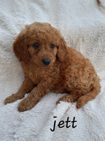 Mini Goldendoodle