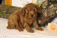 Mini Goldendoodle