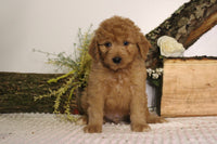 Mini Goldendoodle