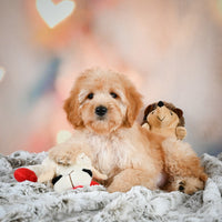 Mini Goldendoodle