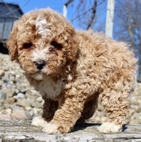 Mini Goldendoodle