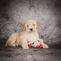 Mini Goldendoodle