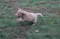 Mini Goldendoodle