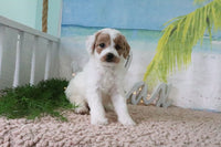 Mini Goldendoodle