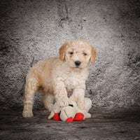 Mini Goldendoodle