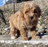 Mini Goldendoodle