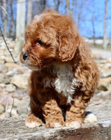 Mini Goldendoodle