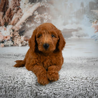 Mini Goldendoodle