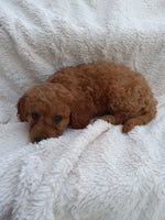 Mini Goldendoodle