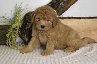 Mini Goldendoodle