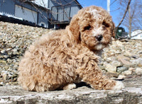 Mini Goldendoodle