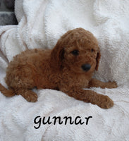 Mini Goldendoodle