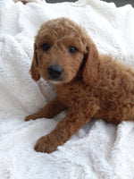 Mini Goldendoodle