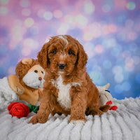 Mini Goldendoodle