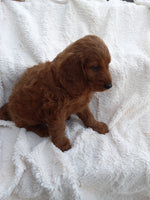 Mini Goldendoodle