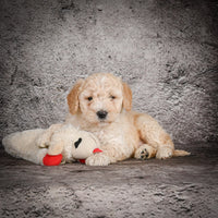 Mini Goldendoodle
