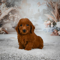 Mini Goldendoodle